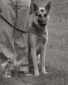 K9 Baron | Virginia State Police, Virginia