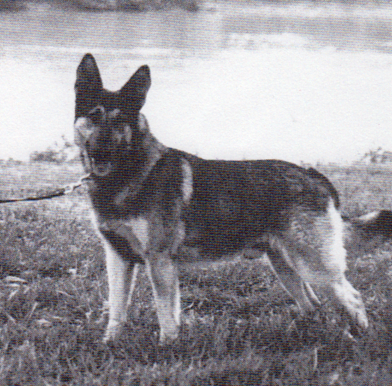 K9 King | Clarksville Police Department, Tennessee K9 King | Clarksville Police Department, Tennessee