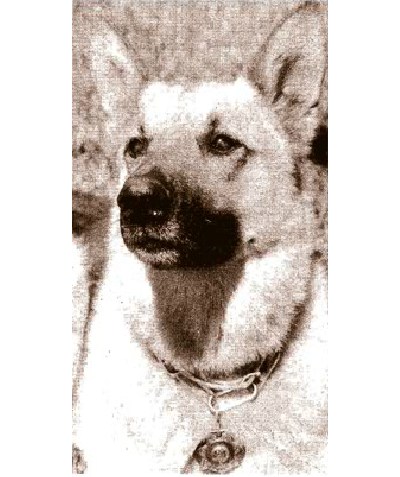 K9 Vem | Napa Police Department, California K9 Vem | Napa Police Department, California