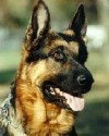 K9 Asko | Redding Police Department, California
