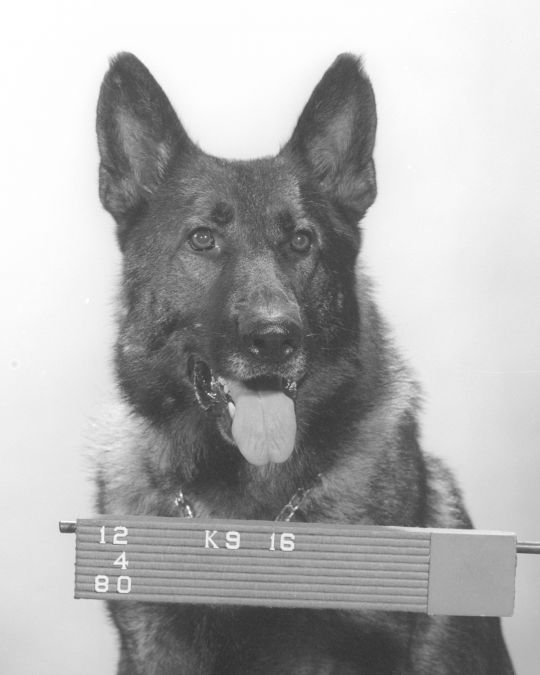 K9 Rooster | Los Angeles Police Department, California K9 Rooster | Los Angeles Police Department, California