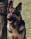 K9 Gauner | Los Angeles County Sheriff's Department, California