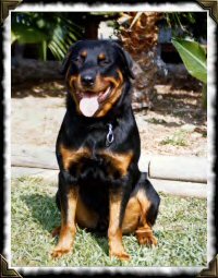 K9 Beau | Florida Highway Patrol, Florida K9 Beau | Florida Highway Patrol, Florida