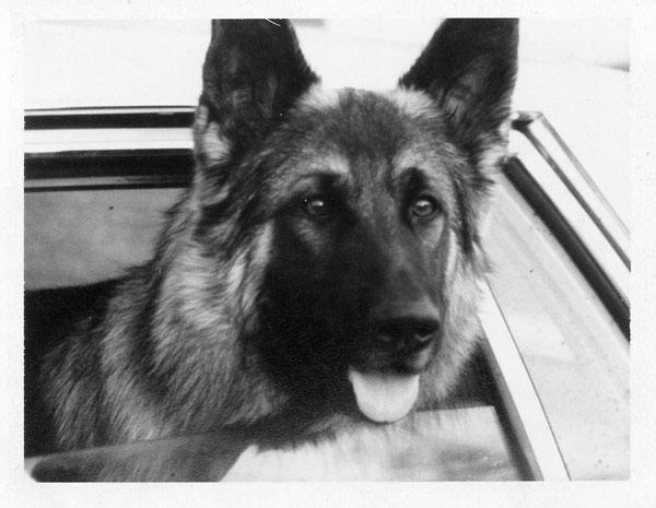 K9 Billy | Sacramento County Sheriff's Office, California K9 Billy | Sacramento County Sheriff's Office, California