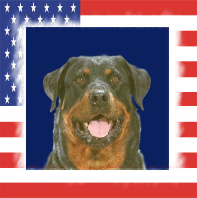 K9 Liberty | Los Angeles Police Department, California K9 Liberty | Los Angeles Police Department, California