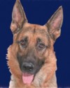 K9 Marko | Los Angeles Police Department, California