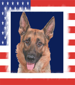 K9 Marko | Los Angeles Police Department, California K9 Marko | Los Angeles Police Department, California