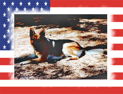 K9 Major | Florida Highway Patrol, Florida K9 Major | Florida Highway Patrol, Florida