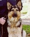K9 Kai | Bannock County Sheriff's Department, Idaho