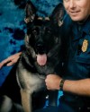 K9 Hunter | Phoenix Police Department, Arizona