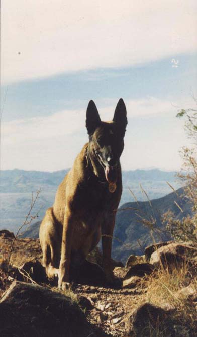 K9 Jos | University of Arizona Police Department, Arizona K9 Jos | University of Arizona Police Department, Arizona