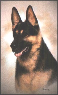 K9 Bodi | Orange County Sheriff's Office, Virginia K9 Bodi | Orange County Sheriff's Office, Virginia