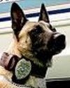 K9 Ralph | North Lauderdale Police Department, Florida