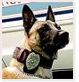 K9 Ralph | North Lauderdale Police Department, Florida K9 Ralph | North Lauderdale Police Department, Florida