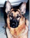 K9 Maverick | Sonoma County Sheriff's Office, California
