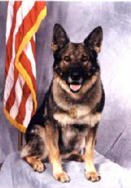 K9 Ivan | Sacramento Police Department, California K9 Ivan | Sacramento Police Department, California