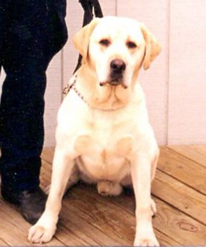 K9 Sirius | Port Authority of New York and New Jersey Police Department, New York K9 Sirius | Port Authority of New York and New Jersey Police Department, New York