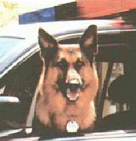 K9 Jambo | San Leandro Police Department, California K9 Jambo | San Leandro Police Department, California