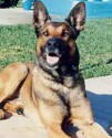 K9 Marko | Los Angeles County Sheriff's Department, California
