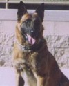 K9 Rex | Avondale Police Department, Arizona