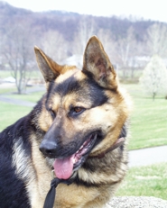 K9 Ingo | Albemarle County Police Department, Virginia K9 Ingo | Albemarle County Police Department, Virginia