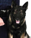 K9 Gunner | Prince William County Police Department, Virginia