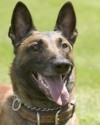 K9 R.J. | Phoenix Police Department, Arizona