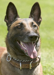 K9 R.J. | Phoenix Police Department, Arizona K9 R.J. | Phoenix Police Department, Arizona