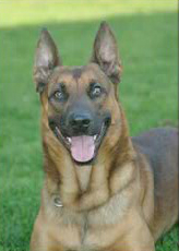 K9 Ranger | Long Beach Police Department, California K9 Ranger | Long Beach Police Department, California