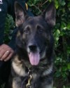 K9 Diogi | Polk County Sheriff's Office, Florida