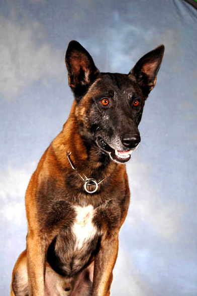 K9 Rico | Arizona Department of Public Safety, Arizona K9 Rico | Arizona Department of Public Safety, Arizona