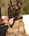 K9 Stryker | Oceanside Police Department, California