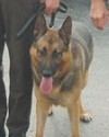 K9 King | Bell County Sheriff's Department, Kentucky