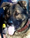 K9 Baloo | Tempe Police Department, Arizona