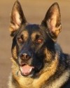 K9 Striker | Scottsdale Police Department, Arizona