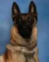 K9 Carsen | Giles County Sheriff's Office, Virginia