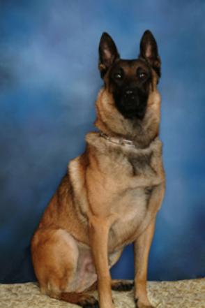 K9 Carsen | Giles County Sheriff's Office, Virginia K9 Carsen | Giles County Sheriff's Office, Virginia