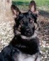K9 Ado | Sacramento County Sheriff's Office, California