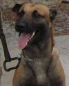 K9 Freddy | United States Department of Justice - Federal Bureau of Investigation, U.S. Government