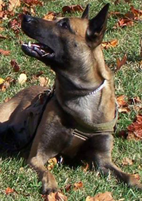 K9 Freddy | United States Department of Justice - Federal Bureau of Investigation, U.S. Government K9 Freddy | United States Department of Justice - Federal Bureau of Investigation, U.S. Government