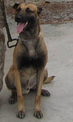 K9 Freddy | United States Department of Justice - Federal Bureau of Investigation, U.S. Government K9 Freddy | United States Department of Justice - Federal Bureau of Investigation, U.S. Government