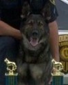 K9 Schultz | Gloucester Township Police Department, New Jersey