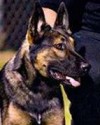 K9 Sarge | Jacksonville Sheriff's Office, Florida