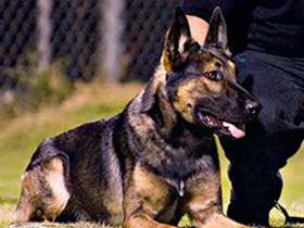 K9 Sarge | Jacksonville Sheriff's Office, Florida K9 Sarge | Jacksonville Sheriff's Office, Florida