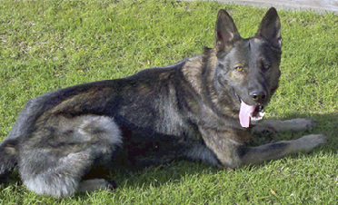 K9 Ike | Palm Springs Police Department, California K9 Ike | Palm Springs Police Department, California
