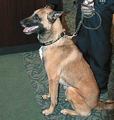 K9 Bungee | New Albany Police Department, Ohio K9 Bungee | New Albany Police Department, Ohio