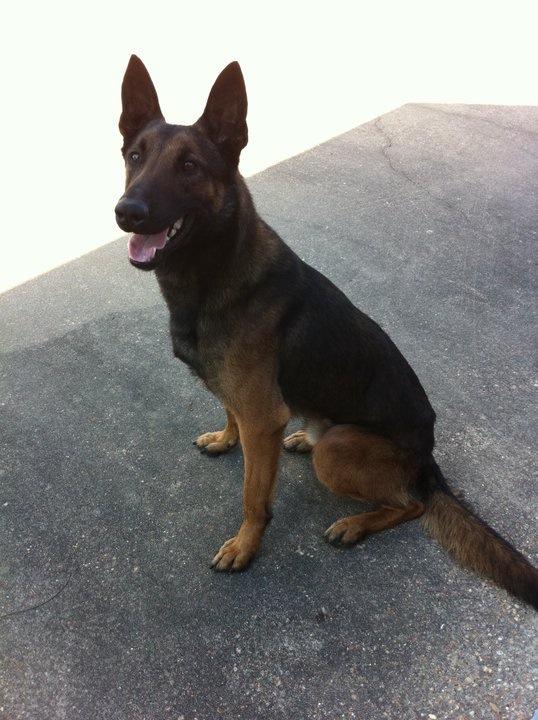 K9 Hatos | St. Martin Parish Sheriff's Office, Louisiana K9 Hatos | St. Martin Parish Sheriff's Office, Louisiana