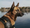 K9 Jeg | Arizona Department of Public Safety, Arizona