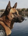 K9 Jeg | Arizona Department of Public Safety, Arizona