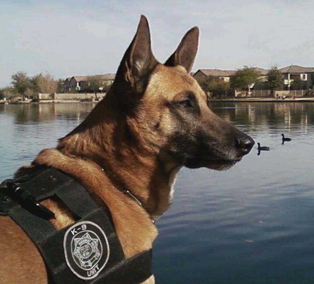 K9 Jeg | Arizona Department of Public Safety, Arizona K9 Jeg | Arizona Department of Public Safety, Arizona